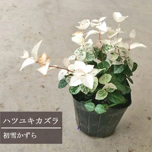 ハツユキカズラ 3〜3.5号ポット苗
