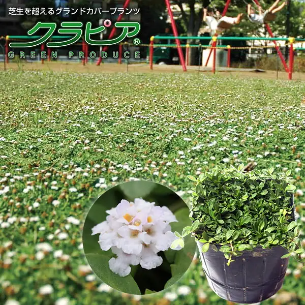 クラピア K7 9cmポット苗 40本セット
