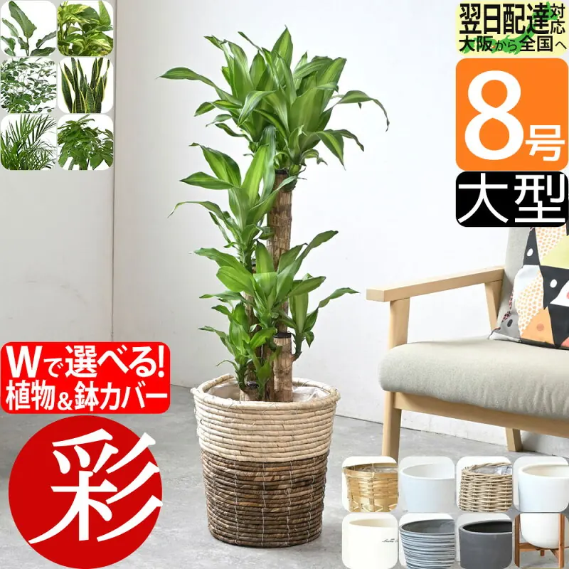 彩植健美 鉢カバー付き8号観葉植物