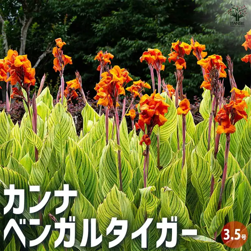 カンナ・ベンガルタイガー 3.5号ポット