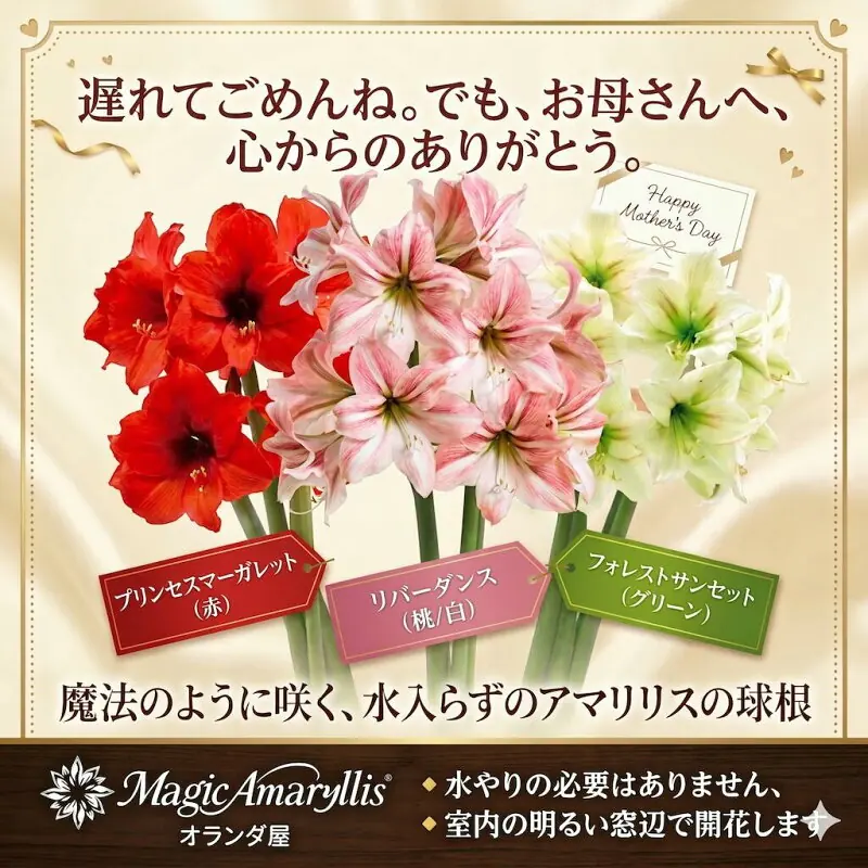 マジックアマリリス 選べる3種 水やり不要