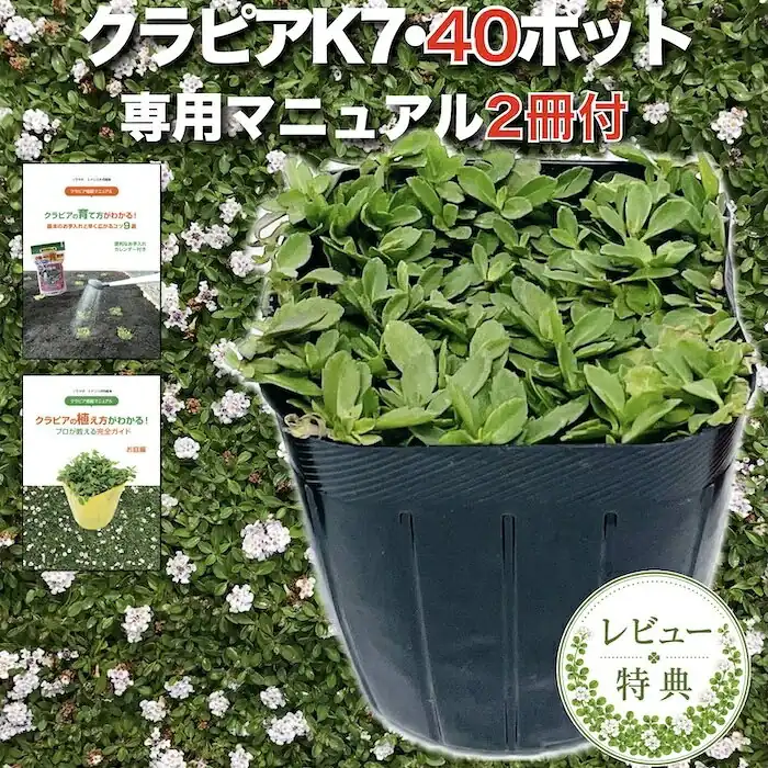 midoris green 10000134