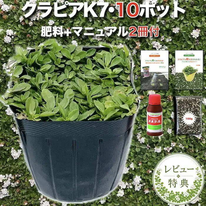 クラピアK7 10株すくすくセット