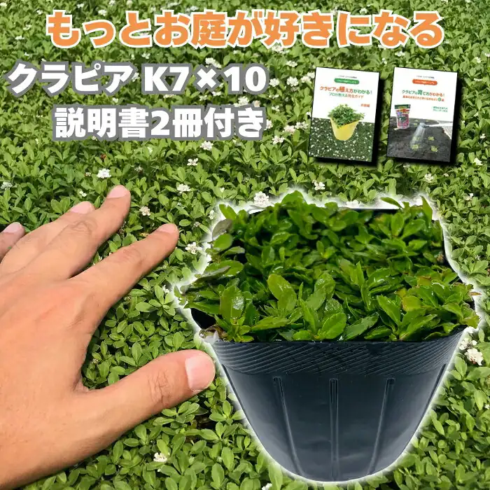 midoris green 10028699