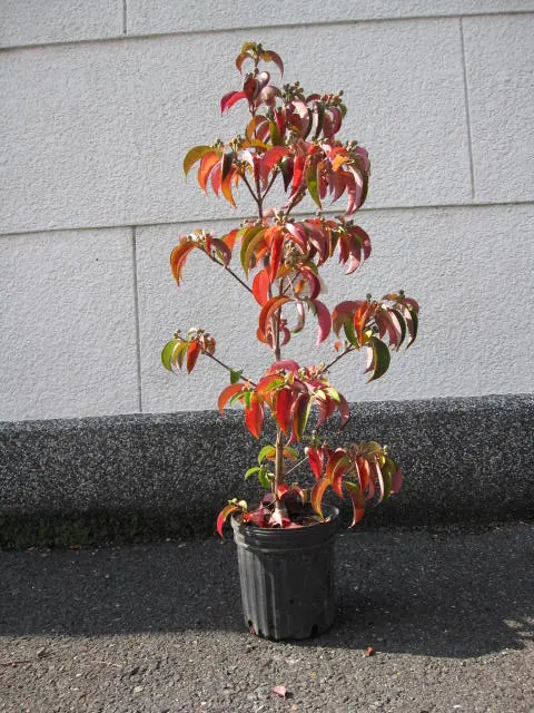 minibonsai 10006506