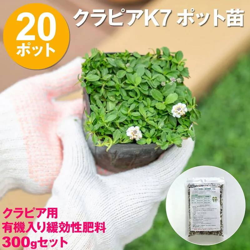 クラピア K7 20ポット+肥料300gセット
