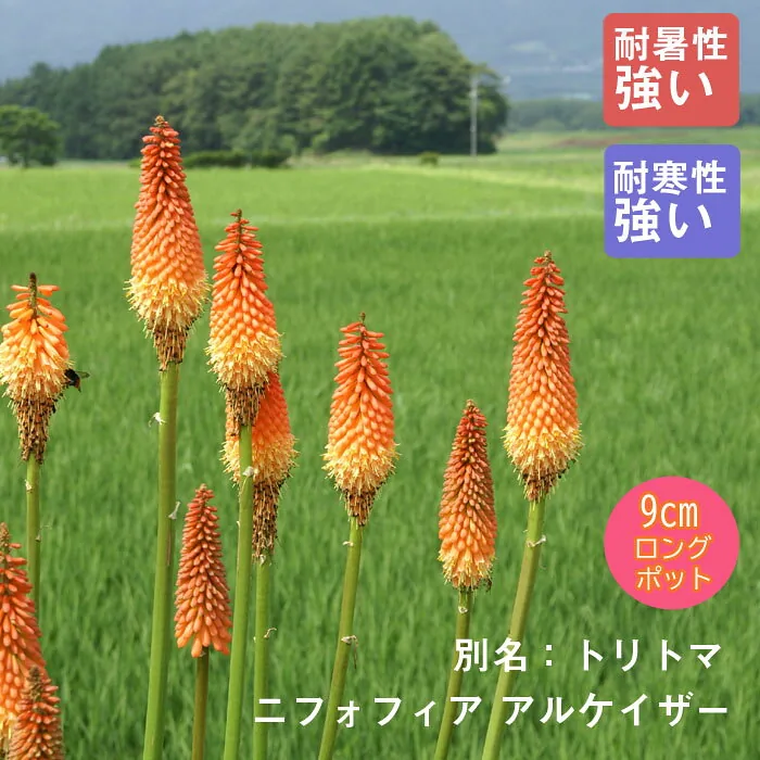 ニフォフィア・アルケイザー 9cmロングポット