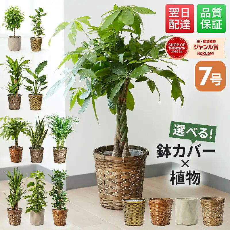 BLOOM&E ストア 7号観葉植物