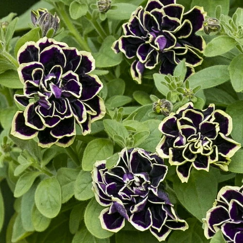 ペチュニア 花衣シリーズ 黒真珠