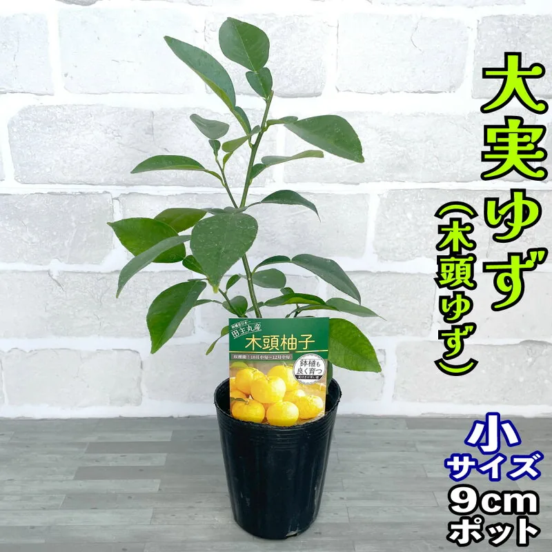 大実ゆず 接ぎ木苗 3号
