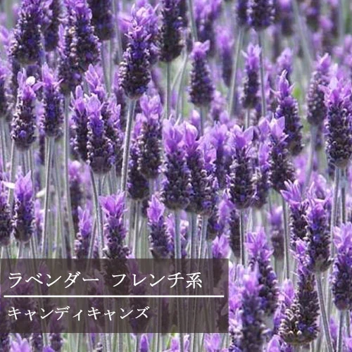 フレンチラベンダー キャンディキャンズ 3号苗