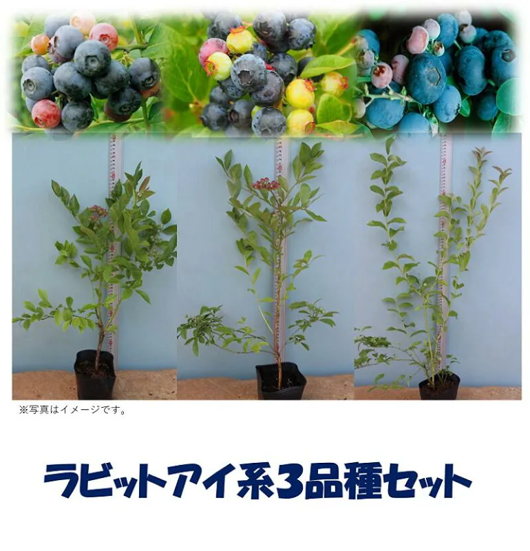 暖地向けラビットアイ系3品種セット