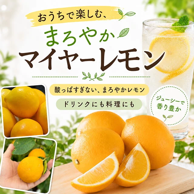 マイヤーレモン 3年生接ぎ木苗