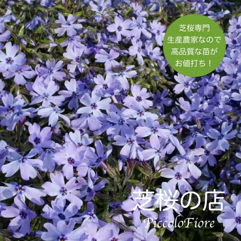 芝桜オーキントンブルーアイ10株セット