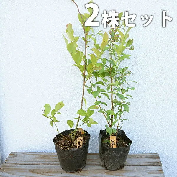 ブルーシャワーとホームベル2品種セット