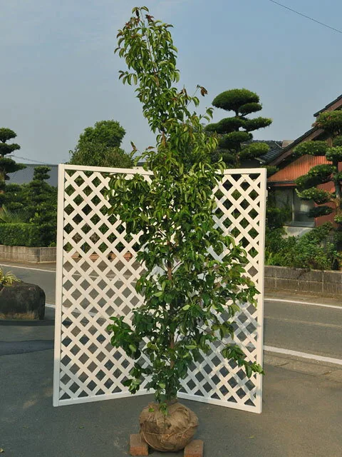 yamaboushi