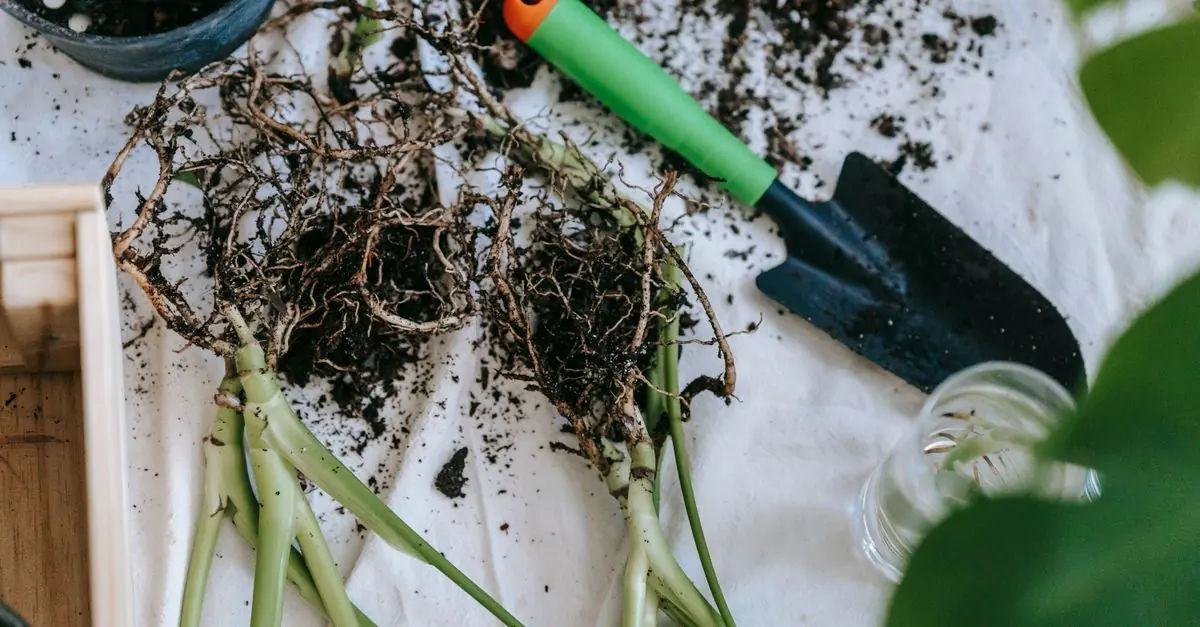 鉢から抜いた植物の根を観察して根腐れを確認する様子