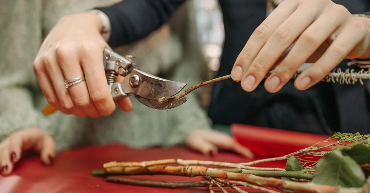 冬の庭でバラの枝と芽を確認しながら剪定する手元