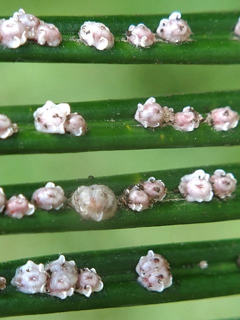葉と枝に付着した白色と褐色のカイガラムシを観察する様子