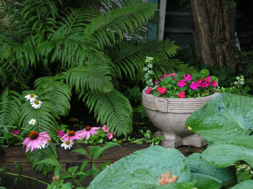 日陰の庭で芝生と代替グランドカバーを区分した植栽