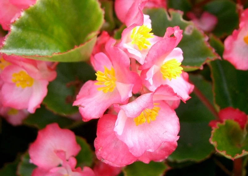 明るい日陰の花壇で咲くベゴニア