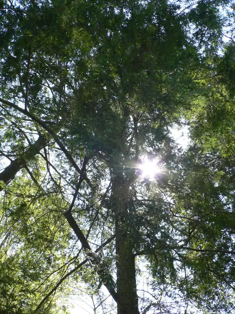 北側の壁とトレリスで育つ日陰向けのつる植物