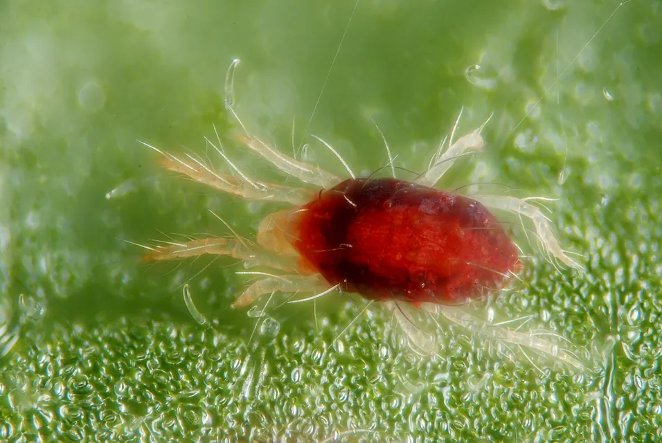 観葉植物の葉裏をシャワーで洗い流してハダニを除去する様子