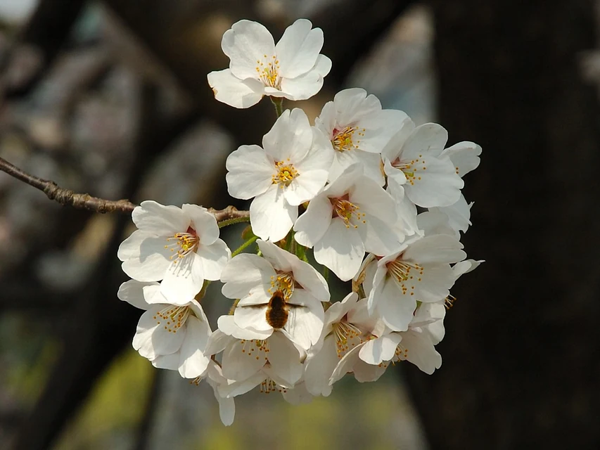 春の花壇で苗の植え付けと手入れを進める様子