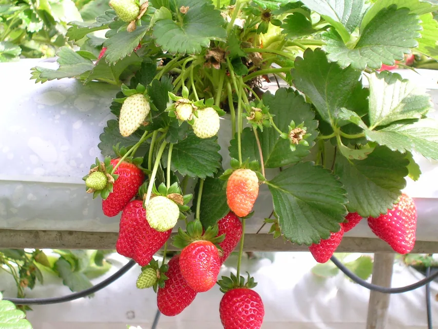 庭の地植えイチゴと横長プランターのイチゴを比較する家庭菜園