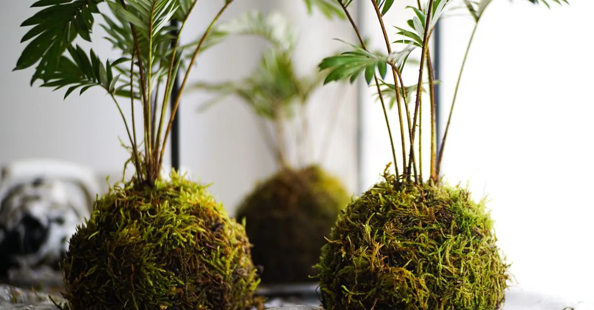 和風庭園の土に密着させて植え付けた緑のスギゴケ