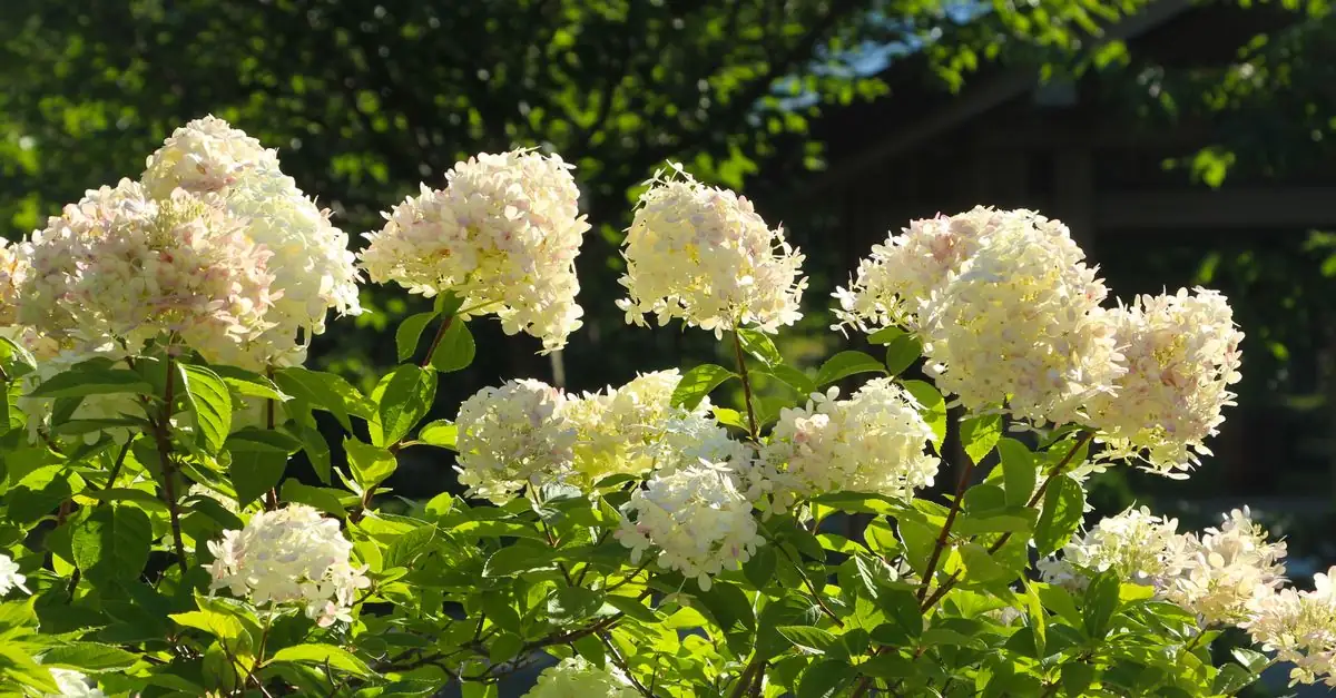 窓辺に置いた植物へ時間帯ごとに日光が差す様子