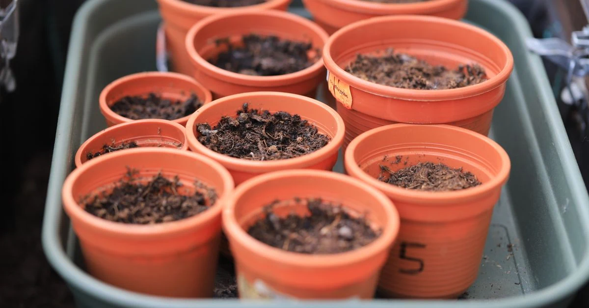 テラコッタ鉢とプラスチック鉢に植えた植物を並べた比較