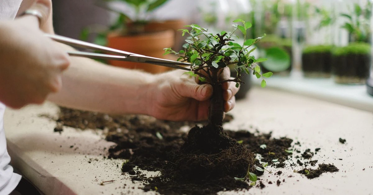 根鉢を保護しながら庭木を新しい植え穴へ移植する作業