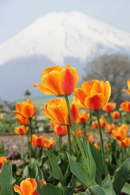 春の花壇に咲く色とりどりのチューリップ