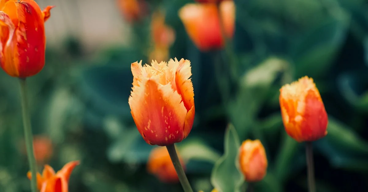 葉は伸びたものの蕾が見えないチューリップを花壇で確認する様子