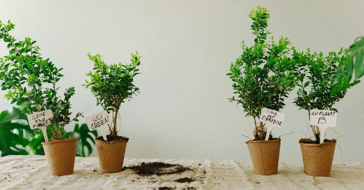 鉢植えの土と葉を確認して水やり不足と水のやりすぎを診断する様子