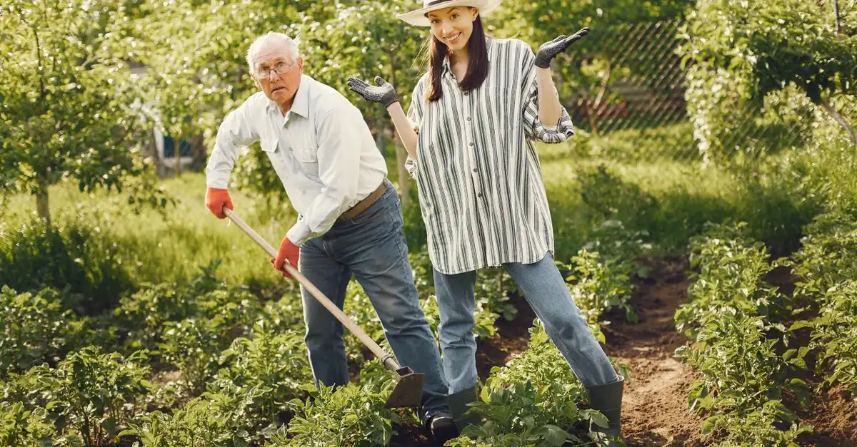 家庭菜園の野菜の株元に粒状肥料を追肥する様子