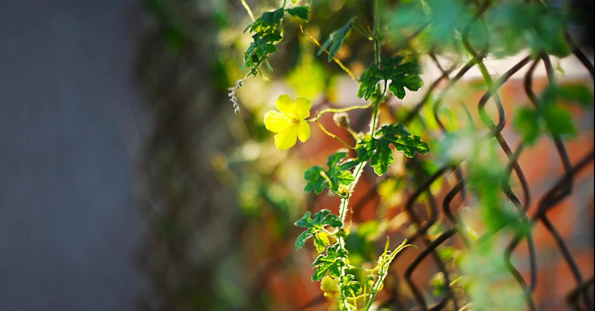 つる植物を支えるトレリスと水平ワイヤーの設置例