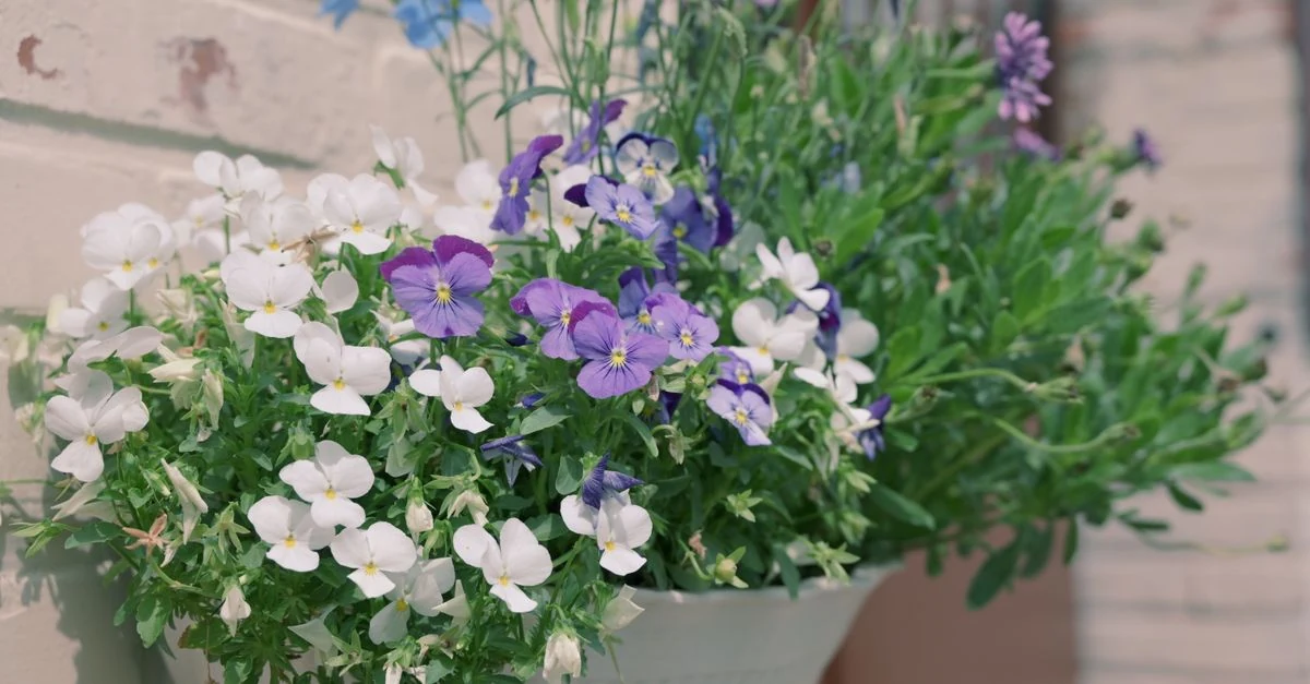 紫と白のビオラを冬の草花と合わせた玄関前の寄せ植え