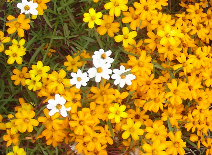 色とりどりのジニアが夏の花壇に咲いている様子